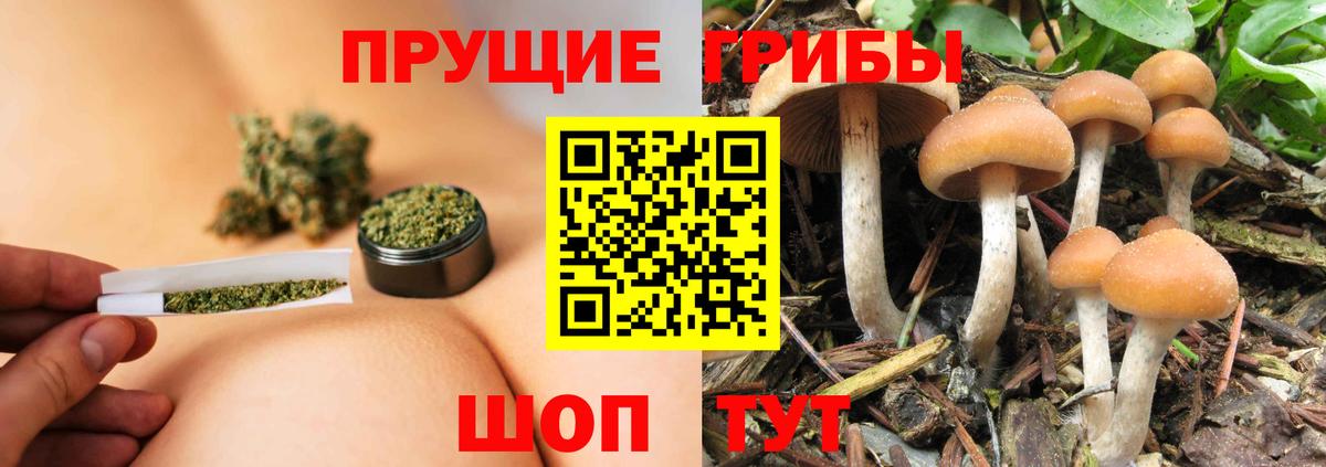 Псилоцибиновые грибы Psilocybine cubensis Великий Новгород